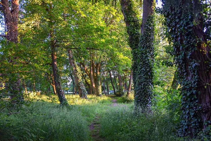 Was ist das Leben - Waldmärchen 1 Was ist das Leben - Waldmärchen Schweden - Ewigkeit und Freude