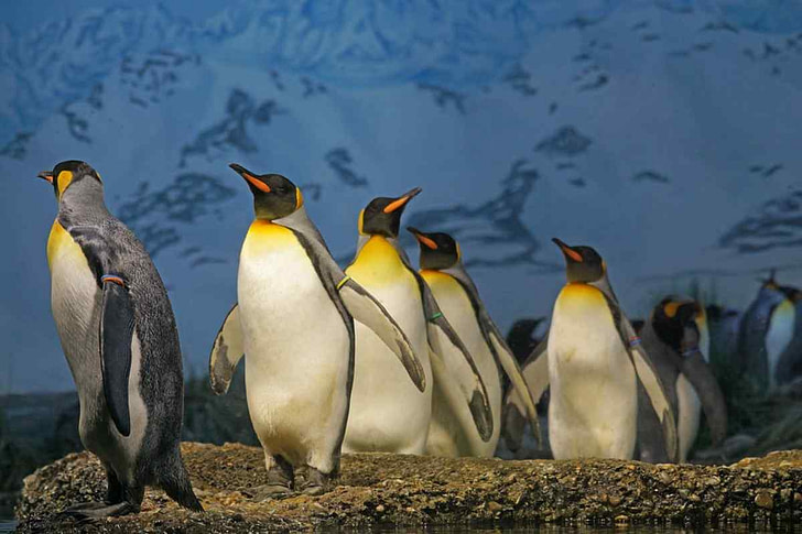 Im Zoo - Pinguine und Eisbären 1 Im Zoo - Pinguine und Eisbären - Rätsel