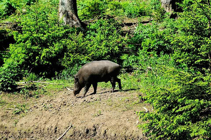Das Schwein unter der Eiche 1 Das Schwein unter der Eiche - Iwan Krylow - Wissenschaft