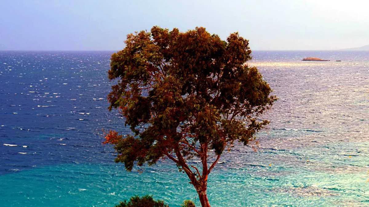 AVENTIN Storys · Meer Baum Wasser Sonne Griechenland Küste