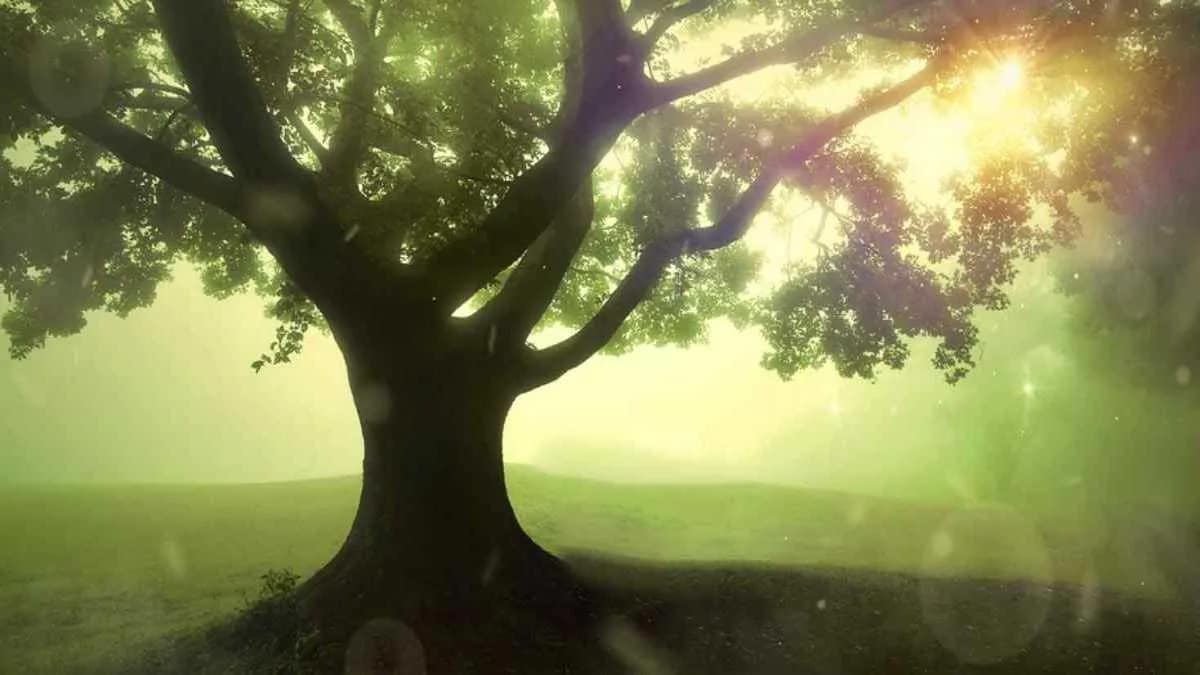 Baum Schatten Ast Äste Sonne Wiese Hügel Traum · AVENTIN Storys