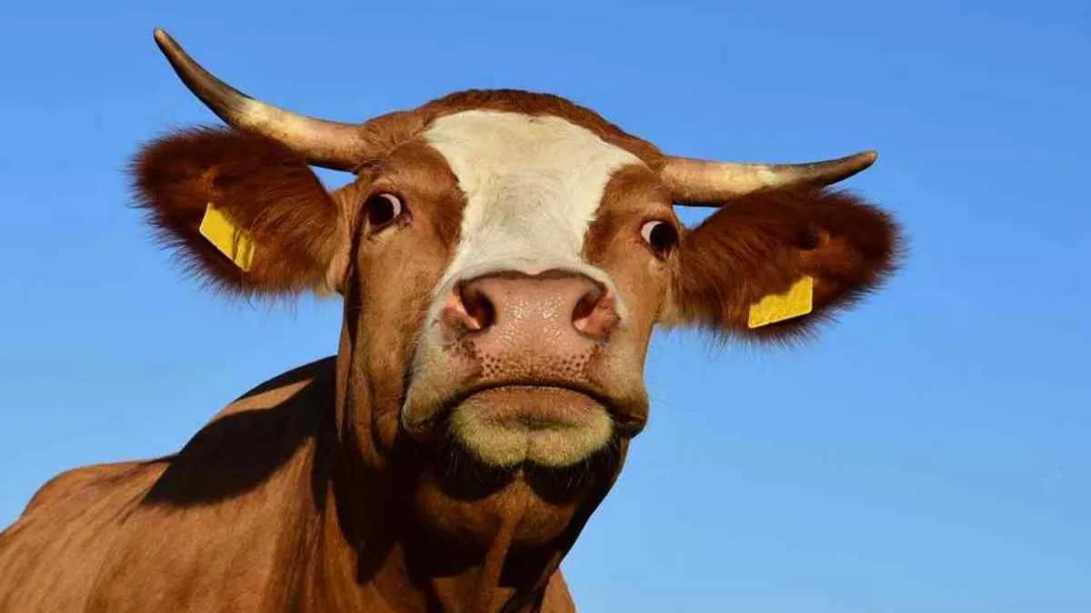 Kuh Rind Horn Hörner Ohren Fell braun Himmel blau · AVENTIN Storys