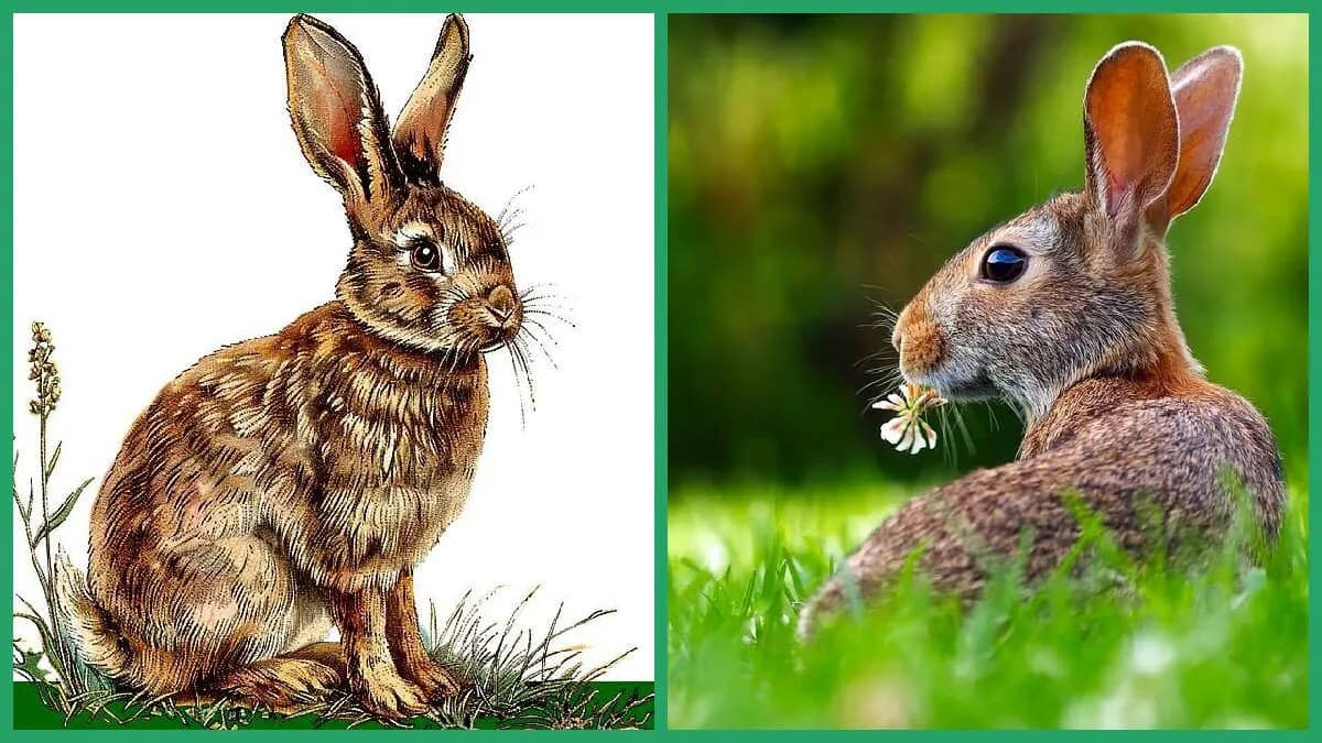 Hase Kaninchen Langohr Pflanzenfresser Osterhase Symbol