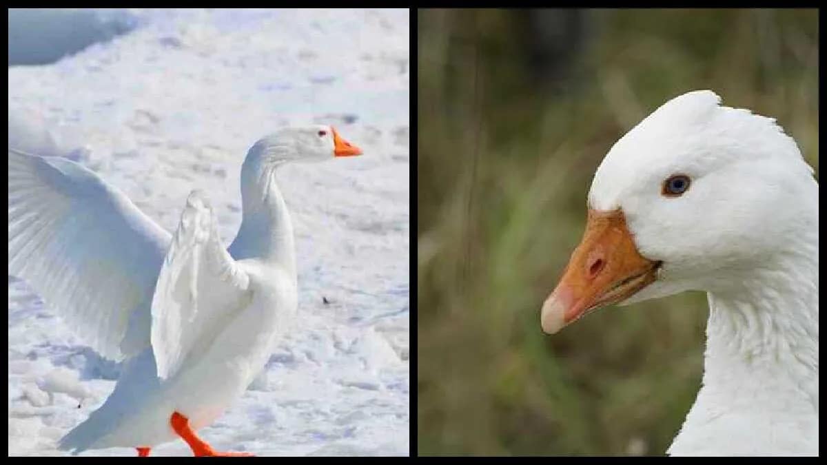 Gans bliebt Gans Federkleid weiß wie Schnee