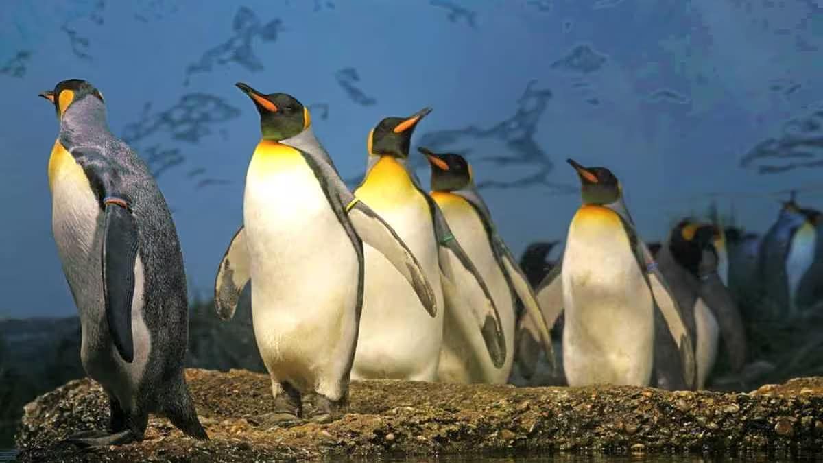 im-zoo-pinguine-und-eisbaeren-raetsel