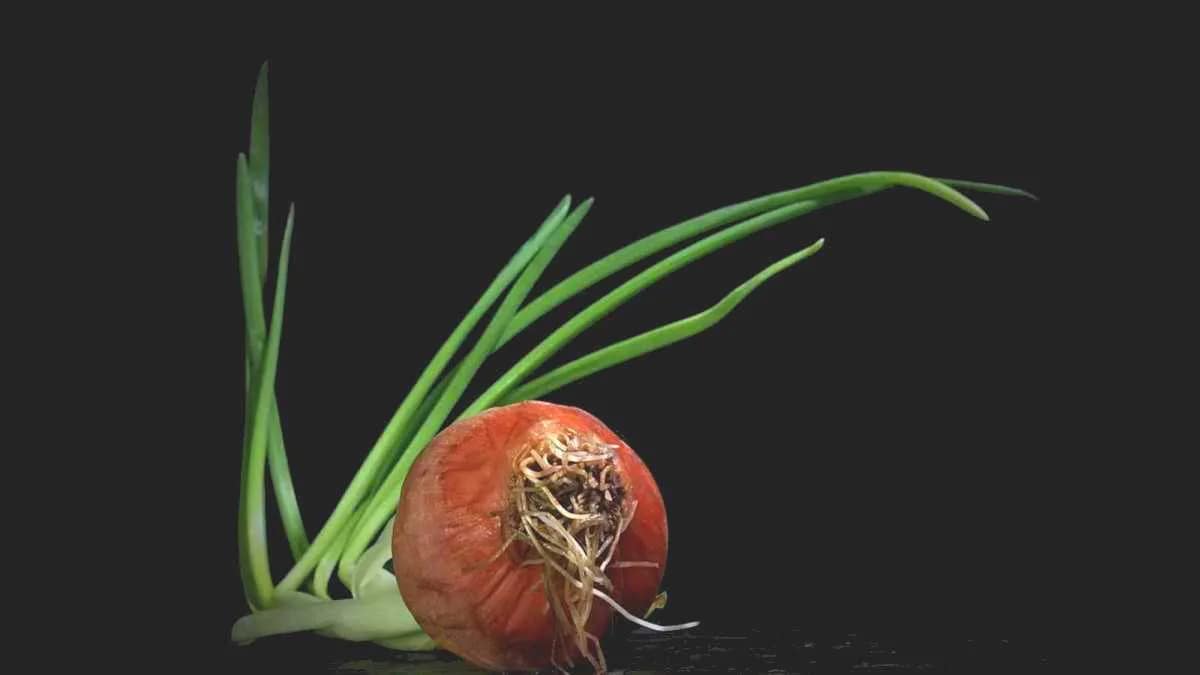 Zwiebel - Zwiebelchen - Knolle Wurzeln - Dostojewski - Himmel und Hölle